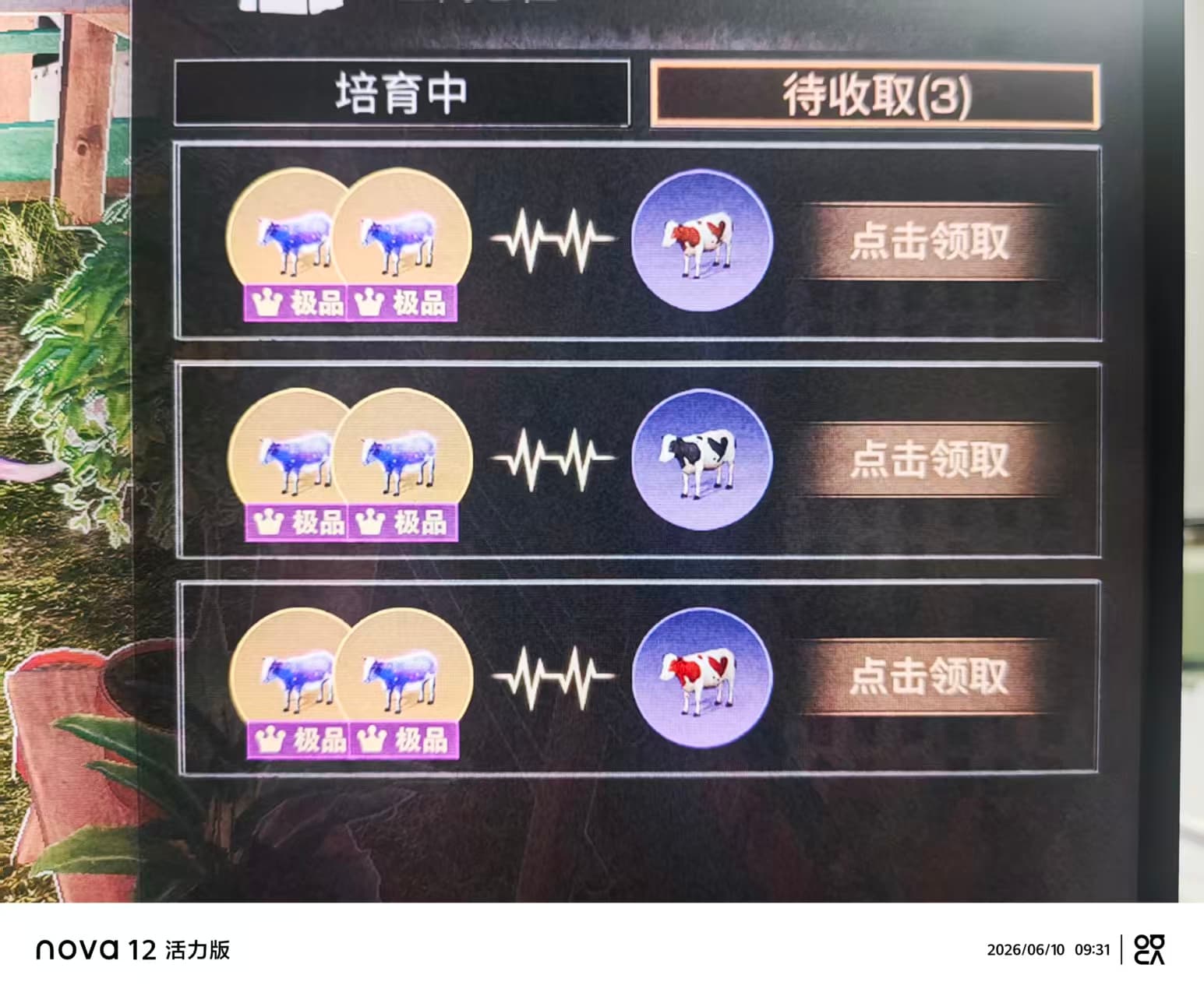 养牛