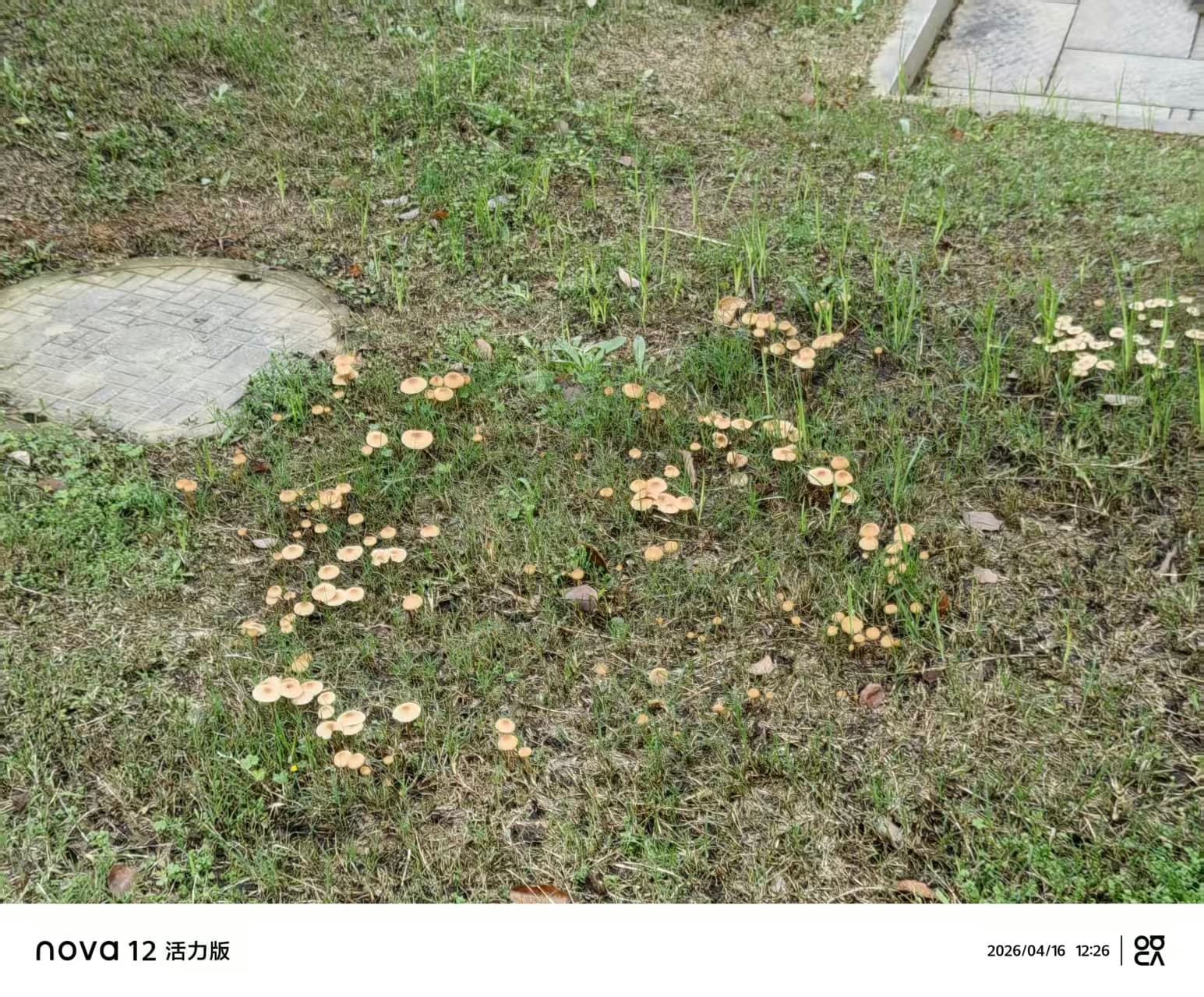 蘑菇